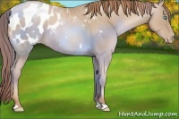 Horse Color:Smoky Black Pearl Appaloosa 