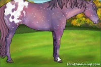 Horse Color:Black Pearl Appaloosa