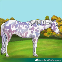 Horse Color:Buckskin Pearl Splash Appaloosa 