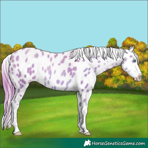 Horse Color:Chocolate Buckskin Pearl Near Leopard Rabicano 