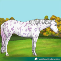 Horse Color:Chocolate Buckskin Pearl Near Leopard Rabicano 