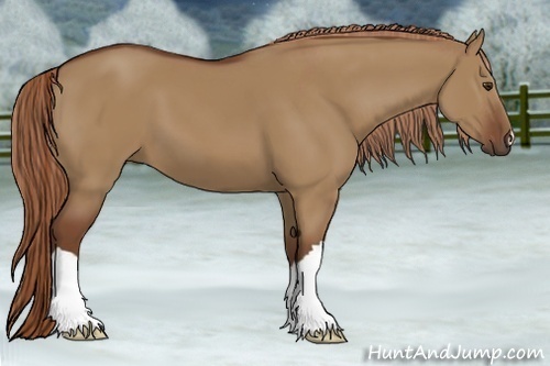 Horse Color:Red Dun