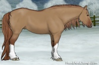 Horse Color:Red Dun 