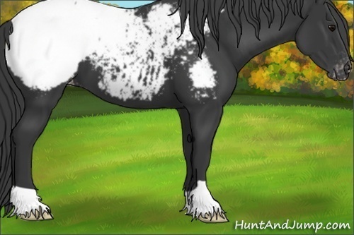 Horse Color:Black Appaloosa