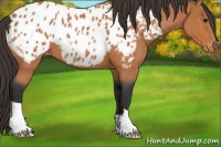 Horse Color:Bay Roan Appaloosa 