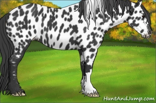 Horse Color:Black Appaloosa 