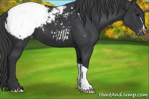 Horse Color:Black Appaloosa 