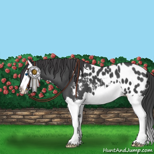 Horse Color:Blue Roan Splash Appaloosa