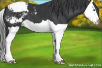 Horse Color:Black Splash Appaloosa 