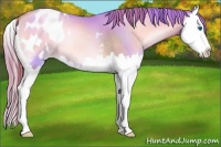 Horse Color:Watercolor Buckskin Pearl Onyx Splash Appaloosa 