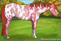 Horse Color:Sable Cream Champagne Pearl Near Leopard