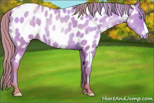 Horse Color:Watercolor Sable Cream Champagne Pearl Appaloosa 