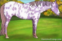 Horse Color:Watercolor Sable Cream Champagne Pearl Appaloosa 