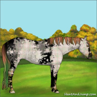 Horse Color:Void Watercolor Plaid  Red Dun Sabino Tobiano Rabicano 