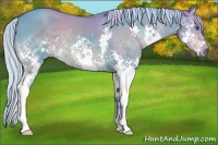 Horse Color:Watercolor Silver Bay Dun Splash