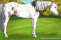Horse Color:White Spotted Bay Splash Tobiano Appaloosa