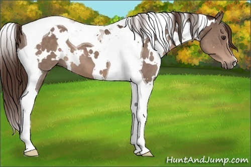 Horse Color:White Spotted Liver Chestnut Tobiano