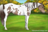 Horse Color:White Spotted Liver Chestnut Tobiano 