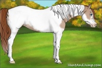 Horse Color:Chestnut Tobiano Frame Appaloosa 
