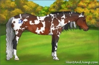 Horse Color:White Spotted Brown 