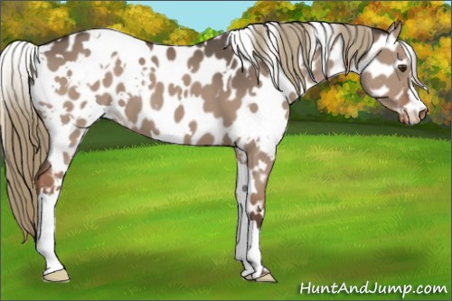 Horse Color:White Spotted Liver Red Dun Appaloosa