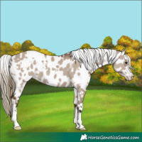 Horse Color:White Spotted Liver Red Dun Appaloosa 