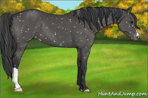 Horse Color:Black Appaloosa 