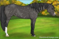 Horse Color:Black Snowflake Varnish 