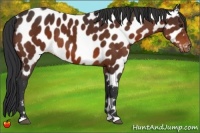 Horse Color:Brown Appaloosa 