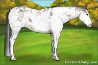 Horse Color:Bay Sabino Rabicano