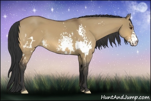 Horse Color:White Spotted Buckskin Dun Frame 