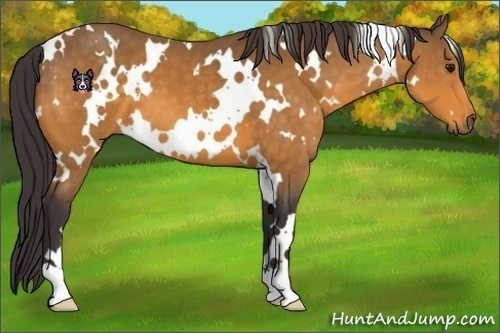 Horse Color:White Spotted Buckskin 