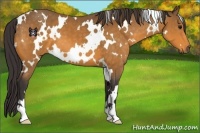 Horse Color:White Spotted Buckskin 