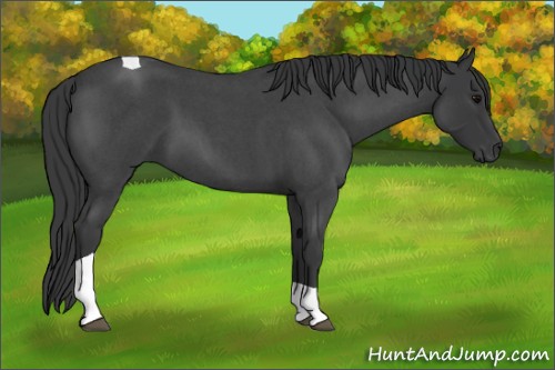 Horse Color:Blue Roan Tobiano 