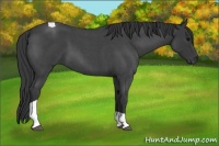 Horse Color:Blue Roan Tobiano 
