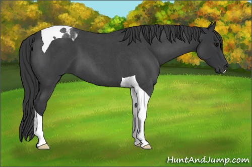 Horse Color:Blue Roan Tobiano 