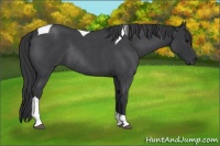 Horse Color:Blue Roan Tobiano Rabicano