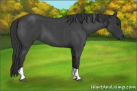 Horse Color:Blue Roan Tobiano