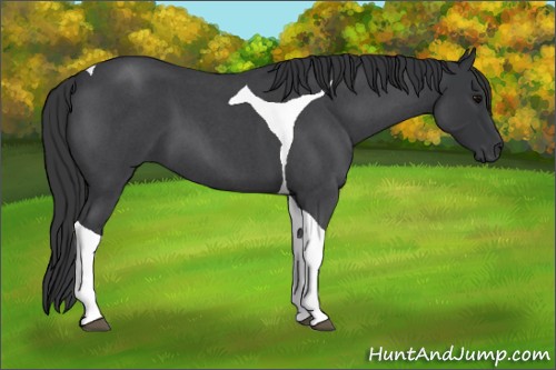Horse Color:Blue Roan Tobiano 