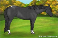 Horse Color:Blue Roan Tobiano 