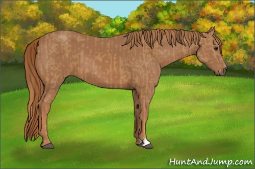 Horse Color:Chestnut  and Chestnut 