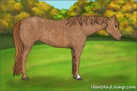 Horse Color:Chestnut and Chestnut