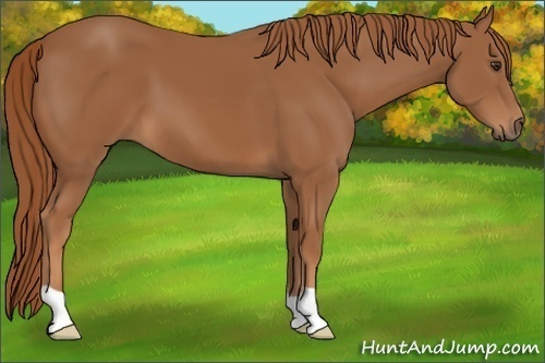 Horse Color:Chestnut 