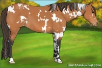 Horse Color:White Spotted Bay Varnish 