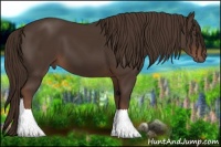 Horse Color:Liver Chestnut 