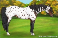 Horse Color:Bay Appaloosa 