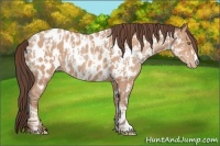 Horse Color:Sable Champagne Appaloosa  and Amber Champagne Appaloosa 