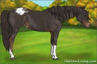 Horse Color:Liver Chestnut Tobiano Varnish 