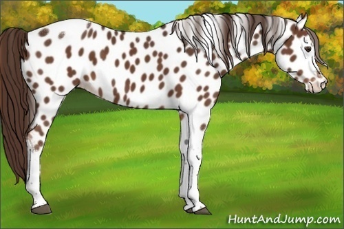 Horse Color:Liver Chestnut Tobiano Appaloosa