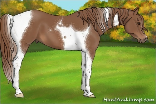 Horse Color:Chestnut Tobiano 